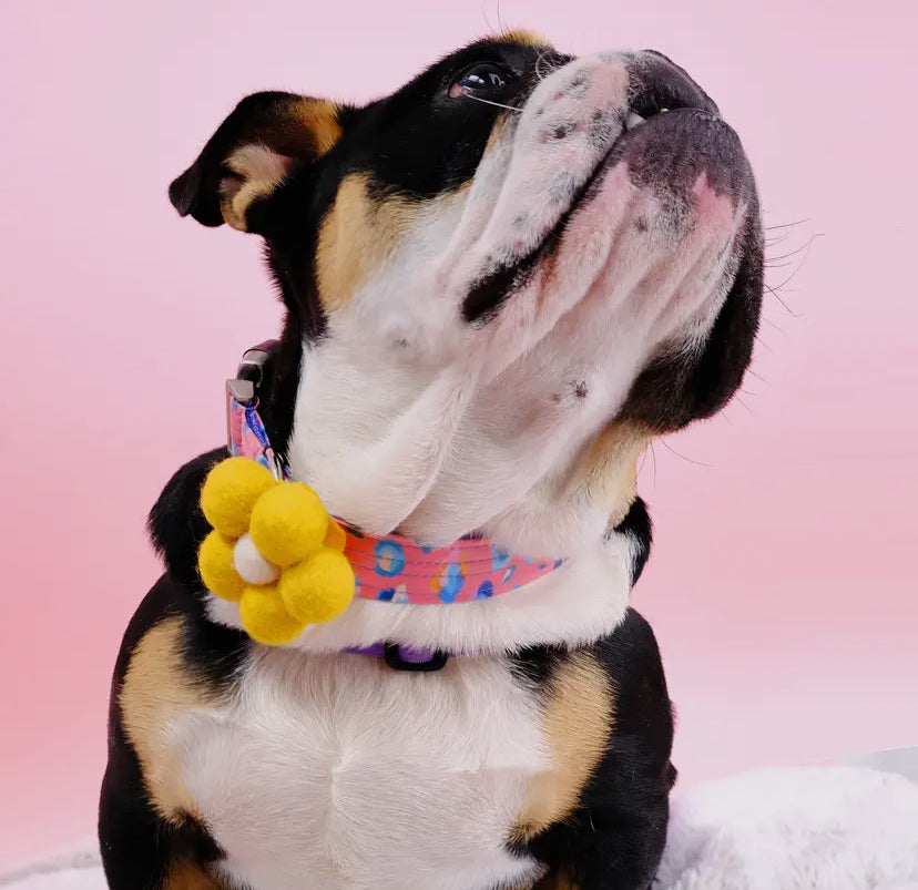 Bubble Collar flower